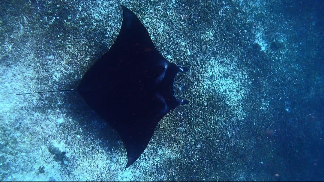 Manta Point
