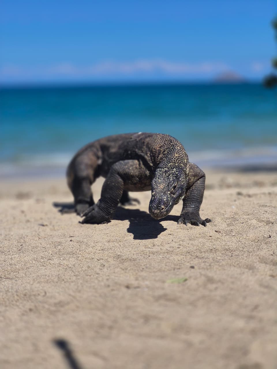Komodo Island