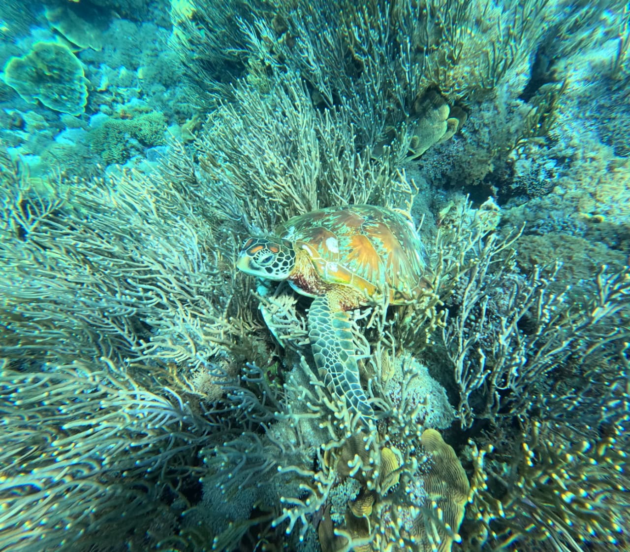 Siaba Bay